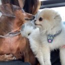 펫글타운 이미지