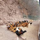 큰닭농장 이미지