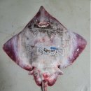 홍어대가 이미지