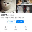 신림고양이분양 네이버후기 평점4.94 도레미캣