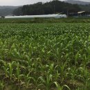 열매 태양광발전소 이미지