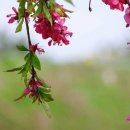 무섬연가 이미지