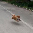 견공수라상 이미지