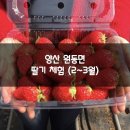 원동보건진료소 | 양산 원동면 딸기체험(하나기획) 후기