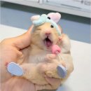 청춘떡볶이 이미지