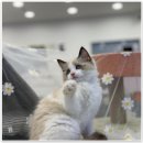 라온캣 대구고양이분양 낭만펫 강아지분양 대구점 이미지