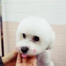 THE 예쁘개 이미지