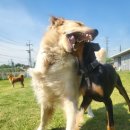 GPS 애견학교 이미지