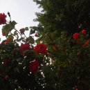 노블당구클럽 이미지