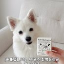 강아지유산균 추천 버틀랩 LF42 펫유산균 솔직 후기