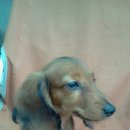 베르네집 이미지