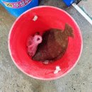 대천항로 | ❄️ 겨울 당일치기 바다 여행 - 대천 개화예술공원 대천항 회까지