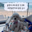 을왕리 해수욕장 오션뷰 애견동반카페 블랑 후기