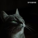 원곡동물병원 네이버블로그