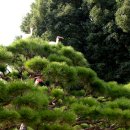 소나무둥지 이미지