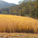 내고향쌀직판점 이미지