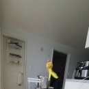 고양이 창문해먹 한달 사용 리뷰 (헤라우스점핑 창문해먹)