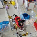 아리엘언니 이미지