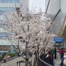 반송공원간이화장실 | 한강 벚꽃마라톤 후기 (참가비·코스 난이도·기념품 총정리)｜상암 월드컵공원 실제 후기