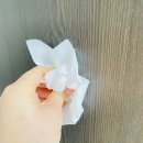 좀벌레 약 정체불명의 흰색 벌레로 하루 종일 뿌려요!