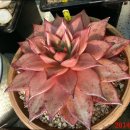 타우르스 이미지