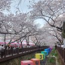 인생먹거리 | 실시간 2026 진해 군항제 벚꽃 개화 현황 여좌천 중원로터리 인생샷 명소 먹거리 후기