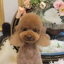 피카소 동물병원 미용 이미지