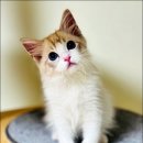 Fall in Rags 이미지