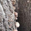 노지화고100%(비온다해급히땃습니다)참나무원목표고버섯 이미지