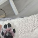 예쁨줄개 이미지