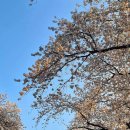 씨유역삼벚꽃길점 | 과천 마시멜로 벚꽃 축제 정보(드론명당, 포니랜드, 푸드트럭 등)