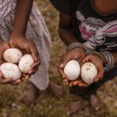 노동오리농장 이미지