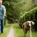 강아지산책 이미지