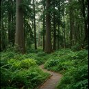 완도수목원 가로수길 이미지