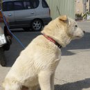 용이랑 백호랑 이미지