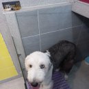 마이펫 룸 이미지