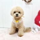 메리몰펫샵(사직점) 이미지