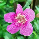 달랏 플라워 가든 이미지