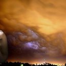 나무와 새 이미지