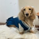 CU부천퍼스트점 | 하잉 | 부천 약대동 강아지 핸드메이드 옷 공방 ‘하잉스튜디오’에서 강아지 옷 만들기 / 맞춤제작 가능!