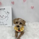 방울이네 펫살롱 이미지