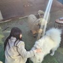 [남양주 카페] 알파카와 돼지, 앵무새와 함께 놀수 있는 옴뇸뇸 후기 | 애견동반 카페 추천