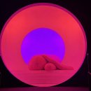 강릉 아르떼뮤지엄 달토끼 특별전 후기 🐰🌙