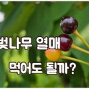 정포로 산벚나무길 | 벚나무 열매 먹어도 될까? 벚꽃 열매 익는 시기·성분·활용법 총정리