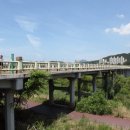 울산 태화강 십리대숲 Daum카페