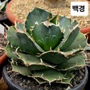 백경