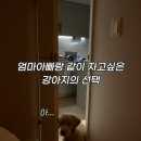 실시간 동물 동시통역가 ㄷㄷ 이미지