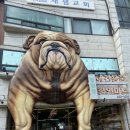 강아지 고양이 용품 싹 다 있는 관양펫 애견용품 할인마트 내돈내산 솔직후기