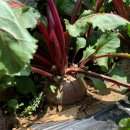 보한농장 이미지