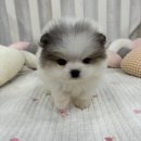 다정다감 | 안양강아지분양 드디어 만나게된 사랑둥이